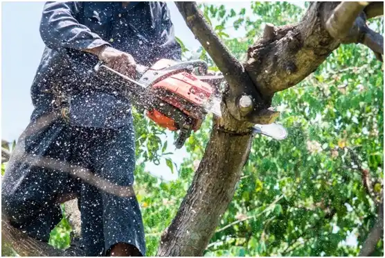 tree services Kewaskum